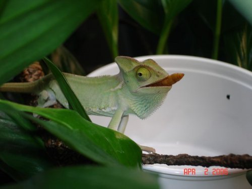 Feeding Chameleons 4-1-06 036.jpg