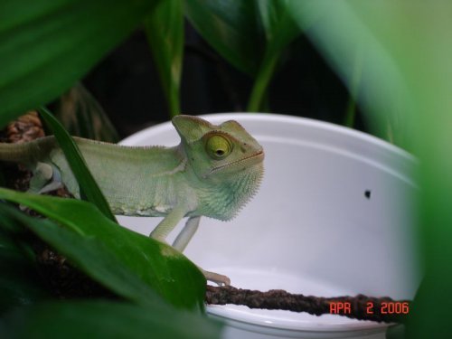 Feeding Chameleons 4-1-06 041.jpg