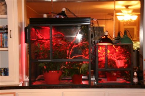 chameleon 010 (Small).JPG