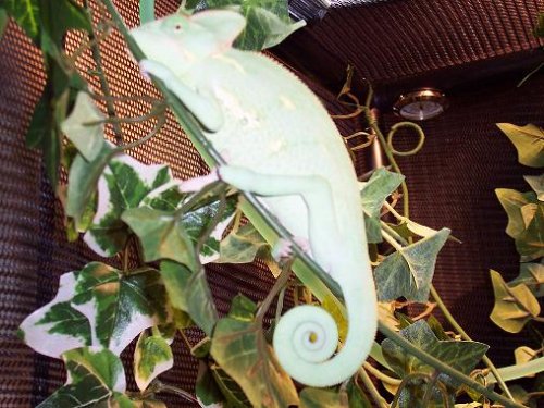 Shelby II (051505).jpg