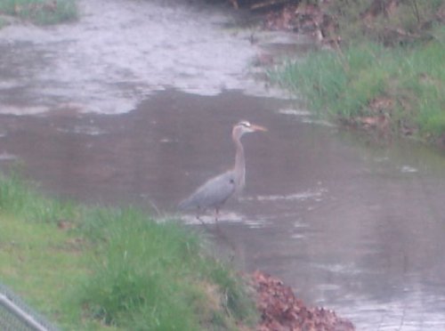 Stork 017_edited resized.jpg