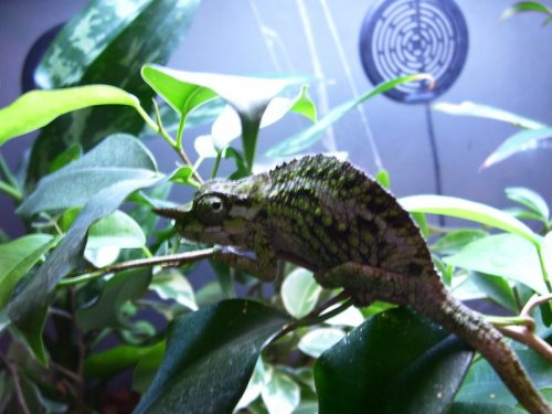 FEMALE C. WERNERI.JPG