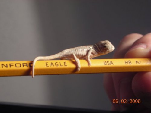 PICS 6-02-06 083.JPG