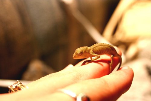 chameleon001[1].jpg