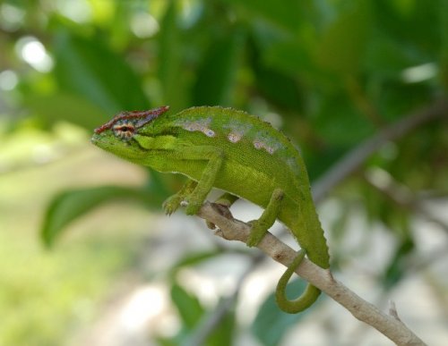 Peacock Male for Forum Pic.jpg