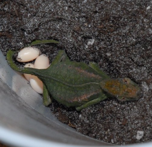 Peacock Laying Eggs.jpg