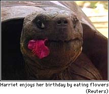 turtle.reut.jpg turtle.reut.jpg