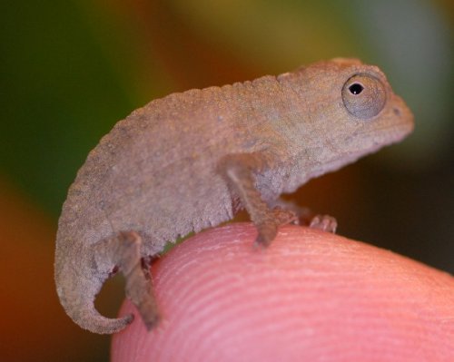 Baby Leaf 2.jpg