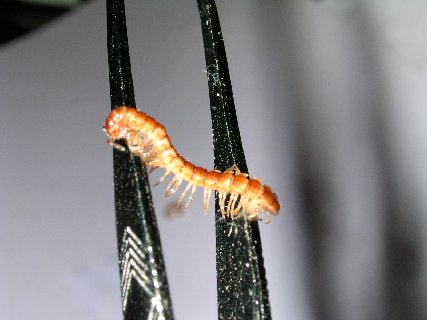 uninvited guests 007.jpg