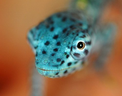 Cham Forum Pic Scale.jpg