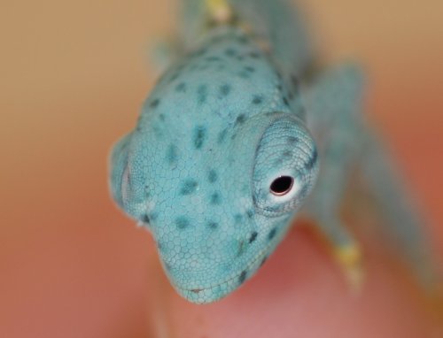 Baby D Female Scales.jpg