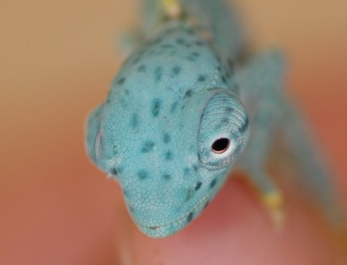 Baby D Female Scales.jpg