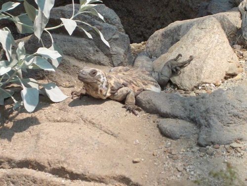 chuckwalla2.jpg