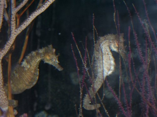 MALE & FEMALE H. ERECTUS rs.jpg