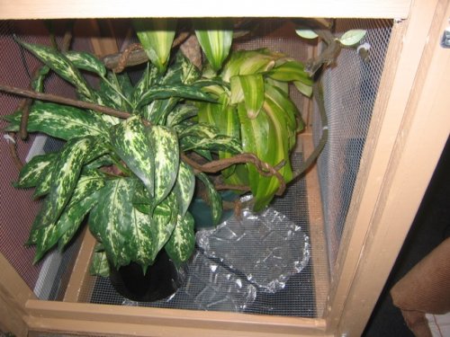 Done Cage Down Angle.jpg