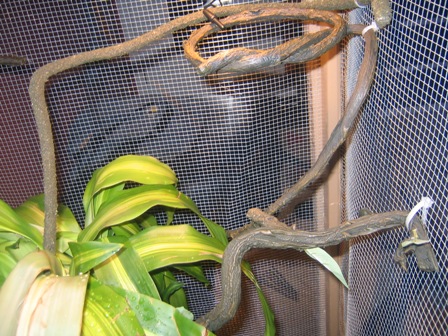 Done Cage Basking.jpg