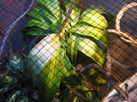 Done Cage Top View 2.jpg Done Cage Top View 2.jpg
