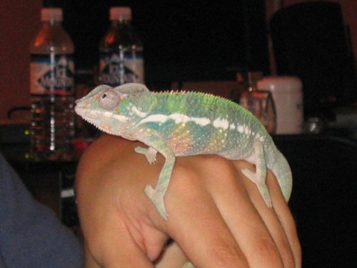 Chameleon Side View.jpg