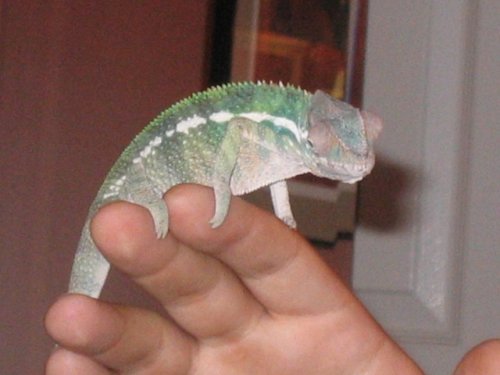Chameleon Side View 2.jpg