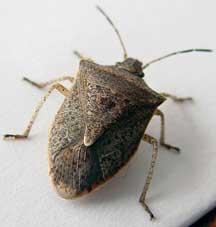 stinkbug3.jpg