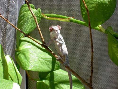 Sunlight and a misting.JPG