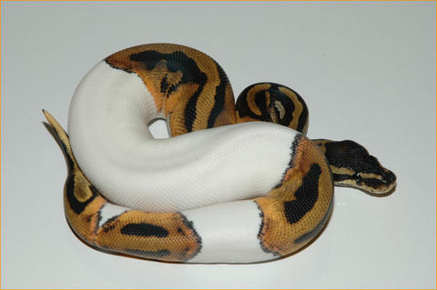 piebald ball python.jpg