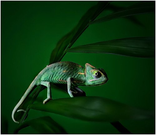 chameleon.jpg