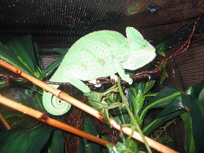 Shelby showering II.JPG