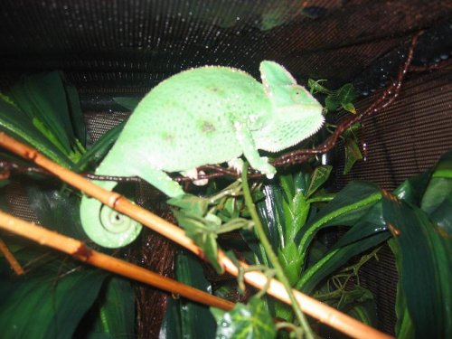 Shelby showering.jpg