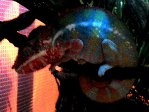 Helix Sleeping after 2nd shedding.jpg