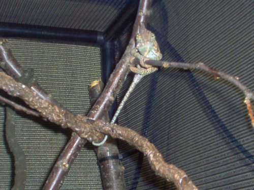 chameleons002.jpg
