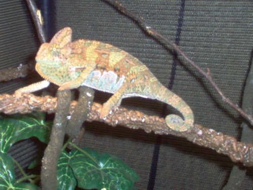 chameleons019.jpg