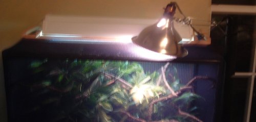 reptarium 004.jpg