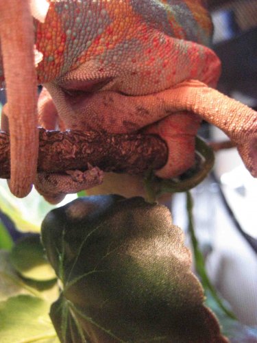 Rekka & Hanabi 03.jpg