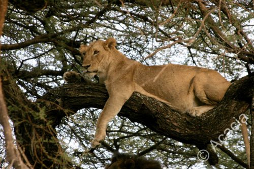 tree lion.jpg