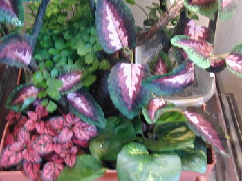 mini-Day 2 of Mel 041.jpg