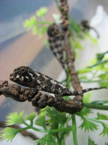 Baby First Step 2.jpg