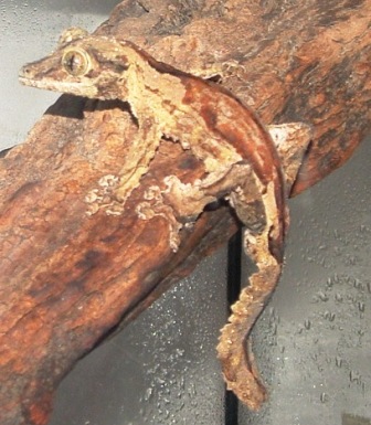 Uroplatus sikorae (4).JPG