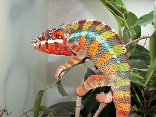 Blue Bar Ambilobe 1.JPG