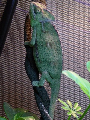 Murph and her spots.JPG