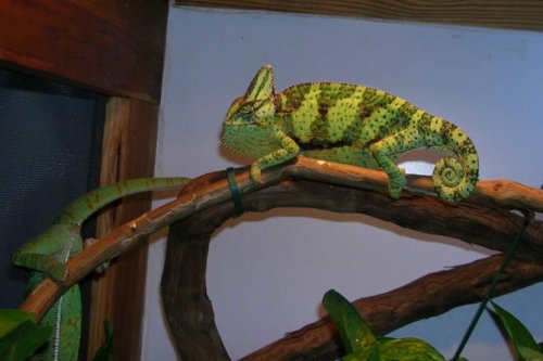 storm first mating attempt 1.jpg