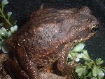 canetoad.jpg