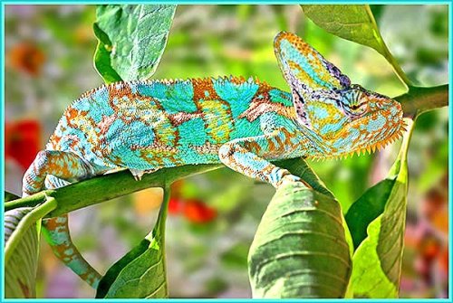 vchameleon01.jpg