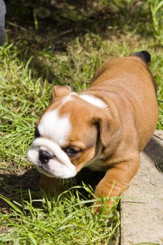 Puppy general 008.jpg