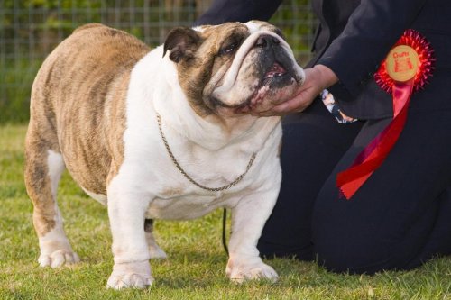 PICTURES dog - 30 04 07  006.jpg