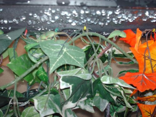 cham auction pic 1.JPG