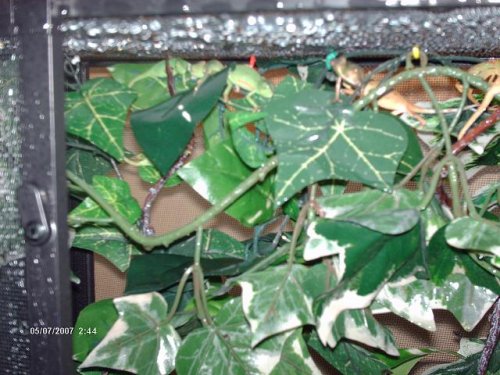 cham auction pic 3.JPG