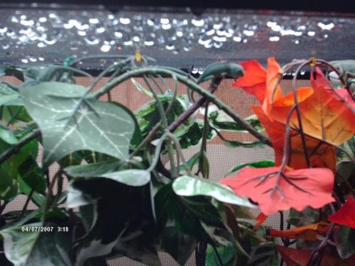 cham auction pic 4.JPG