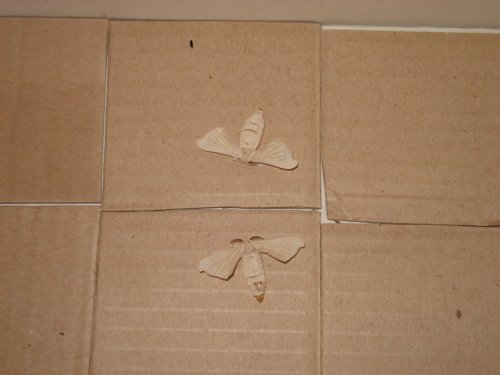 moth-1.jpg