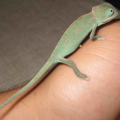 small jade 2.jpg